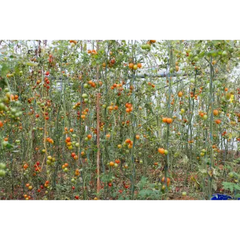 Natural Tomato Plant